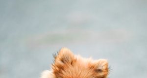 Kediler İçin Özel Ürünler: Reflex Aktif Karbonlu Kedi Kumu, N & D Tahılsız Kitten Tavuklu Narlı Kedi Maması ve N & D Tavuklu ve Narlı Düşük Tahıllı Kısırlaştırılmış Kedi Maması mamafabrikasi 4