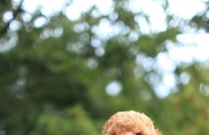 Safkan Poodle: Kaliteli ve Güvenilir Ev Arkadaşları ddhpoodletoyizmir.com3