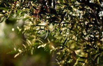 Doğal Lezzet ve Şifa Kaynağı: Ayvalık Erken Hasat Taş Kırma Soğuk Sıkım Sızma Zeytinyağı, Alıç Sirkesi ve Balzamik Fesleğen Sirkesi birellerzeytin4