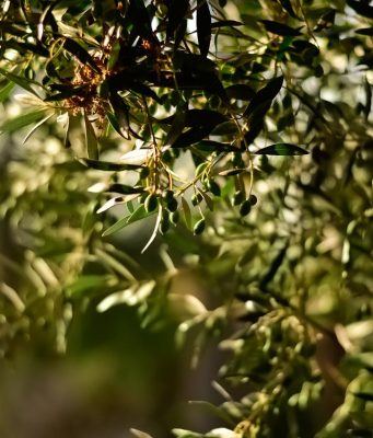 Doğal Lezzet ve Şifa Kaynağı: Ayvalık Erken Hasat Taş Kırma Soğuk Sıkım Sızma Zeytinyağı, Alıç Sirkesi ve Balzamik Fesleğen Sirkesi birellerzeytin4